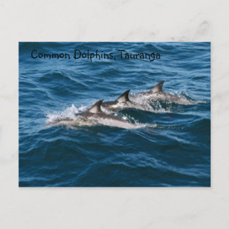 Common Dolphins Briefkaart