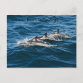 Common Dolphins Briefkaart (Voorkant)