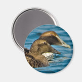 Common Eider Magnet (Voorkant / Achterkant)