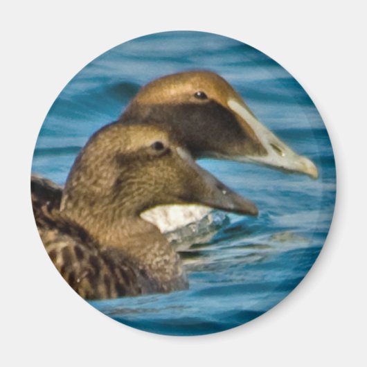 Common Eider Magnet (Voorkant)