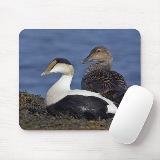 Common Eiders Mousepad Muismat (Met muis)