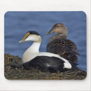 Common Eiders Mousepad Muismat