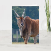 Common Eland Antelope Kaart (Voorkant)