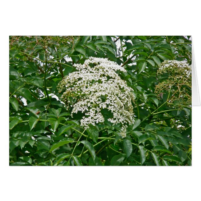 Common Elderberry Coordinating Items (Voorkant Horizontaal)