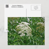 Common Elderberry Coordinating Items Briefkaart (Voorkant / Achterkant)