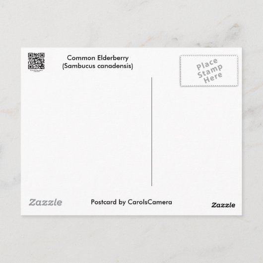 Common Elderberry Coordinating Items Briefkaart (Achterkant)