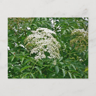 Common Elderberry Coordinating Items Briefkaart