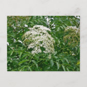 Common Elderberry Coordinating Items Briefkaart (Voorkant)