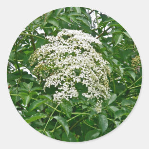 Common Elderberry Coordinating Items Ronde Sticker