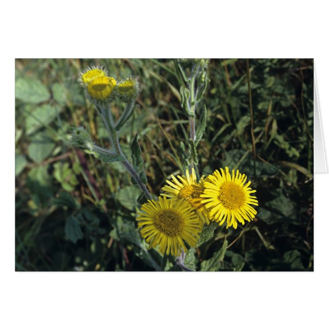Common Fleabane (Voorkant Horizontaal)