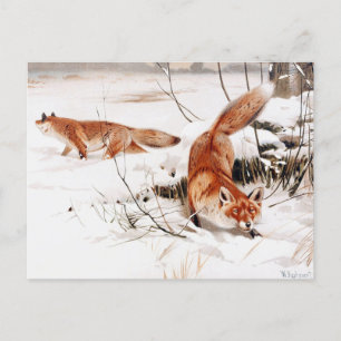 Common Foxes in the Snow, populaire kunst, Briefkaart