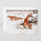 Common Foxes in the Snow, populaire kunst, Briefkaart (Voorkant / Achterkant)