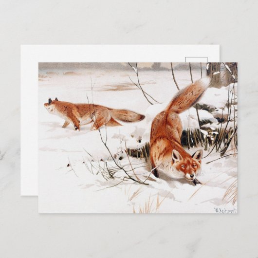Common Foxes in the Snow, populaire kunst, Briefkaart (Voorkant / Achterkant)