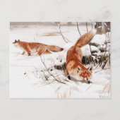 Common Foxes in the Snow, populaire kunst, Briefkaart (Voorkant)
