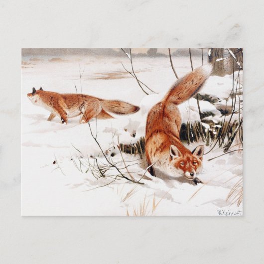Common Foxes in the Snow, populaire kunst, Briefkaart (Voorkant)