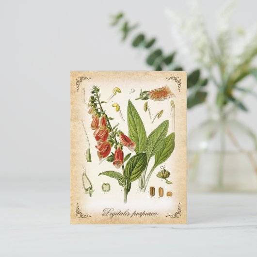 Common Foxglove -  illustratie Briefkaart (Staand voorkant)
