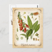 Common Foxglove - illustratie Briefkaart (Voorkant / Achterkant)