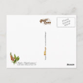 Common Foxglove - illustratie Briefkaart (Achterkant)