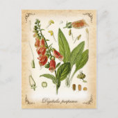 Common Foxglove - illustratie Briefkaart (Voorkant)