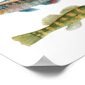 Common Freshwater Darters Poster (Hoek)