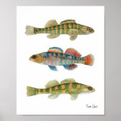Common Freshwater Darters Poster (Voorkant)