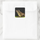 Common Frog op een blad donkere achtergrond Vierkante Sticker (Tas)