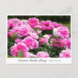 Common Garden Peony Briefkaart