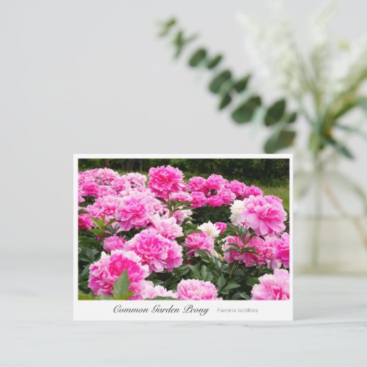 Common Garden Peony Briefkaart (Staand voorkant)
