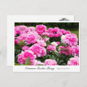 Common Garden Peony Briefkaart (Voorkant / Achterkant)
