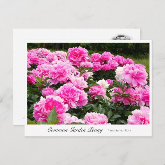 Common Garden Peony Briefkaart (Voorkant / Achterkant)