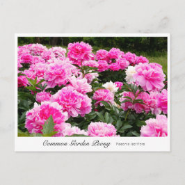 Common Garden Peony Briefkaart
