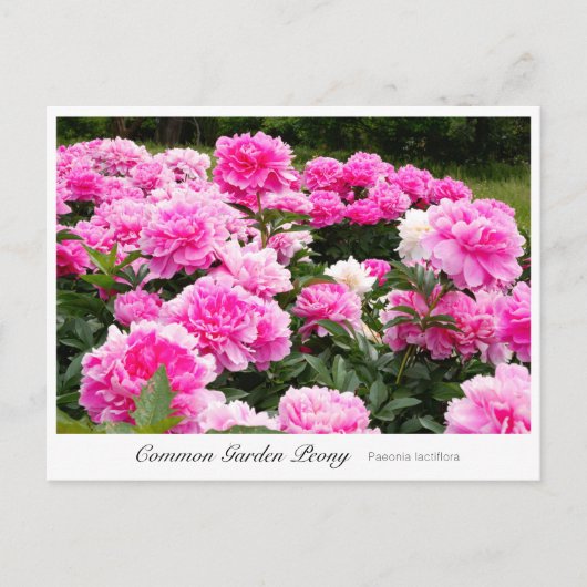 Common Garden Peony Briefkaart (Voorkant)