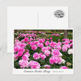 Common Garden Peony Briefkaart