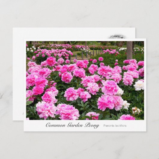 Common Garden Peony Briefkaart (Voorkant / Achterkant)