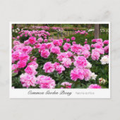Common Garden Peony Briefkaart (Voorkant)