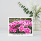 Common Garden Peony Briefkaart (Staand voorkant)