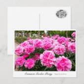 Common Garden Peony Briefkaart (Voorkant / Achterkant)