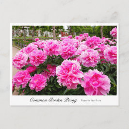 Common Garden Peony Briefkaart