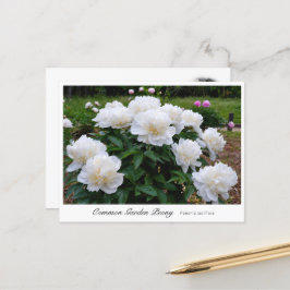 Common Garden Peony Briefkaart
