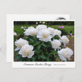 Common Garden Peony Briefkaart (Voorkant / Achterkant)