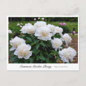 Common Garden Peony Briefkaart (Voorkant)