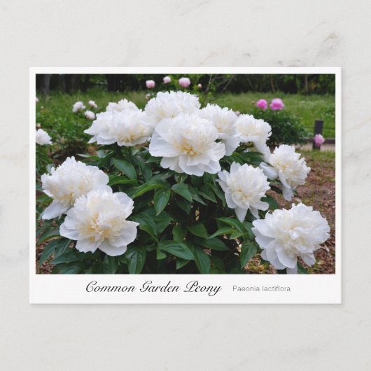 Common Garden Peony Briefkaart (Voorkant)