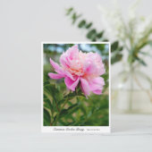 Common Garden Peony Briefkaart (Staand voorkant)