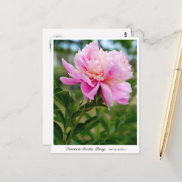 Common Garden Peony Briefkaart