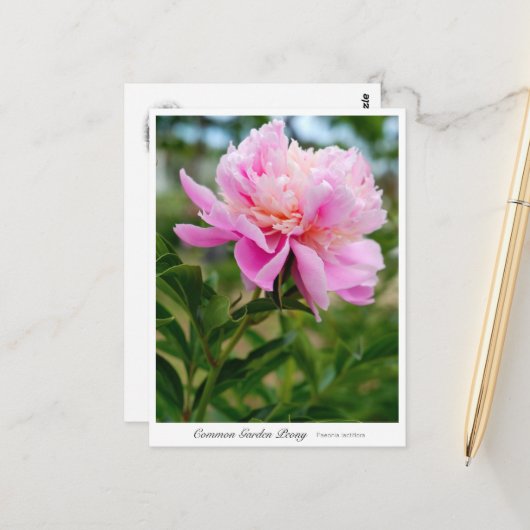 Common Garden Peony Briefkaart (Voorkant / Achterkant in situ)