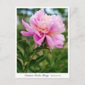 Common Garden Peony Briefkaart (Voorkant)