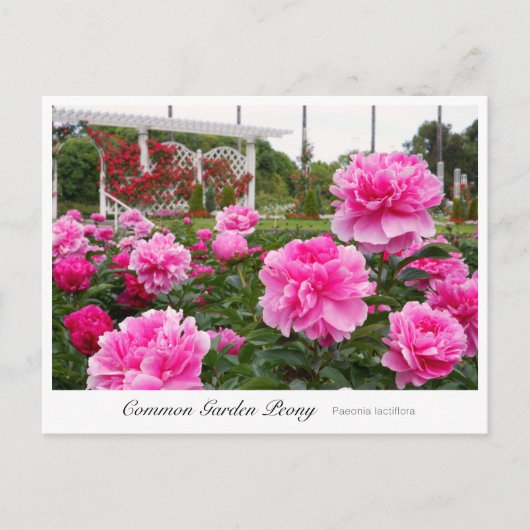 Common Garden Peony Briefkaart (Voorkant)