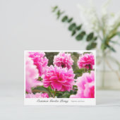 Common Garden Peony Briefkaart (Staand voorkant)