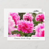 Common Garden Peony Briefkaart (Voorkant / Achterkant)