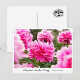 Common Garden Peony Briefkaart